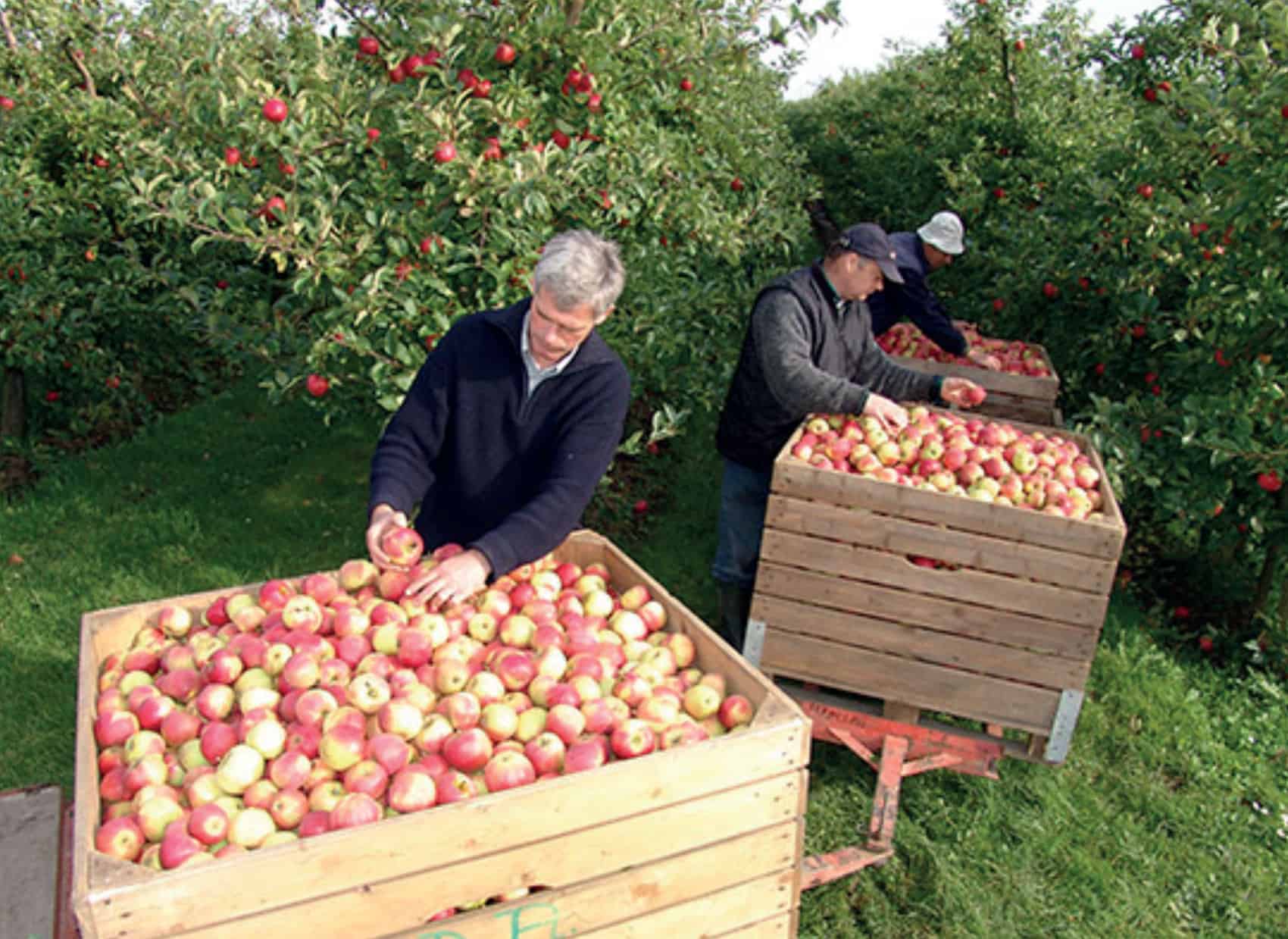 Farmers harvesting apples