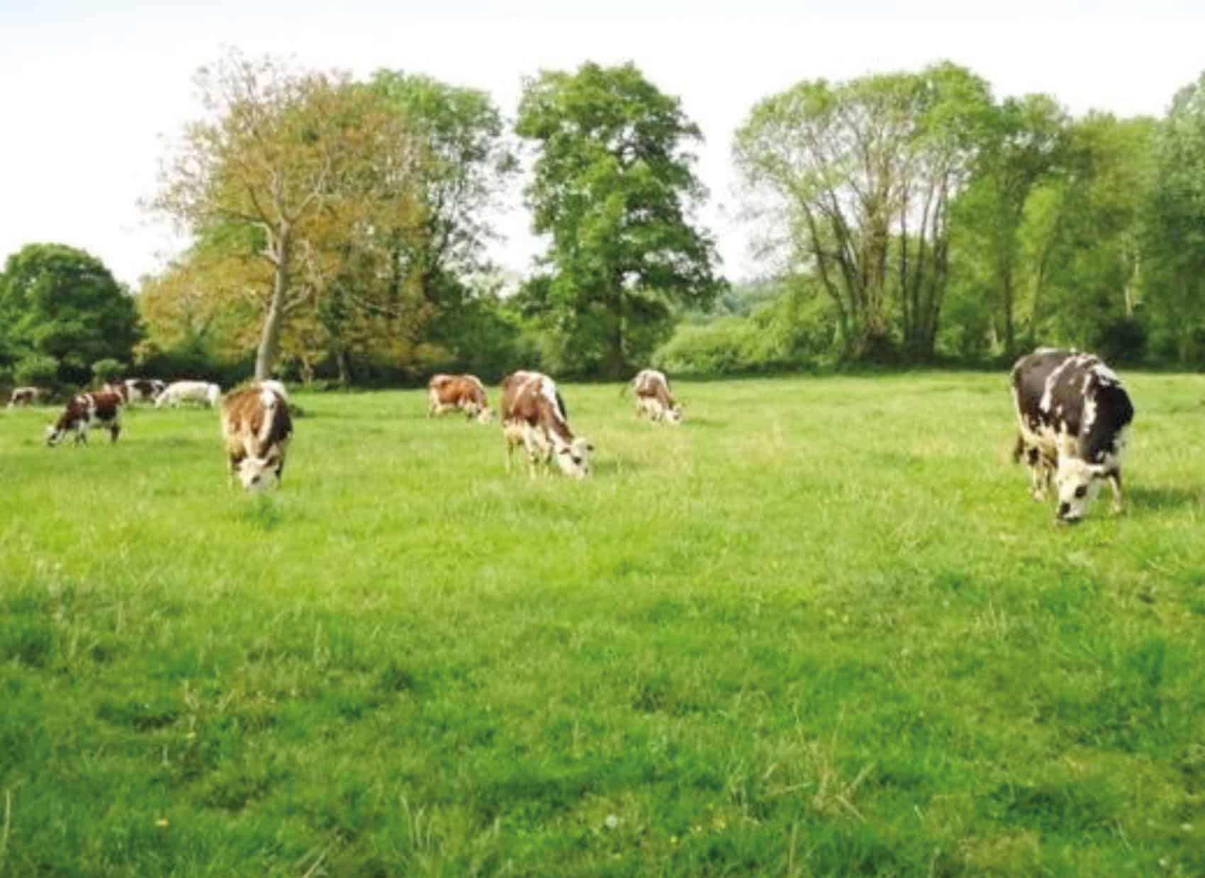 Cows grazing on field