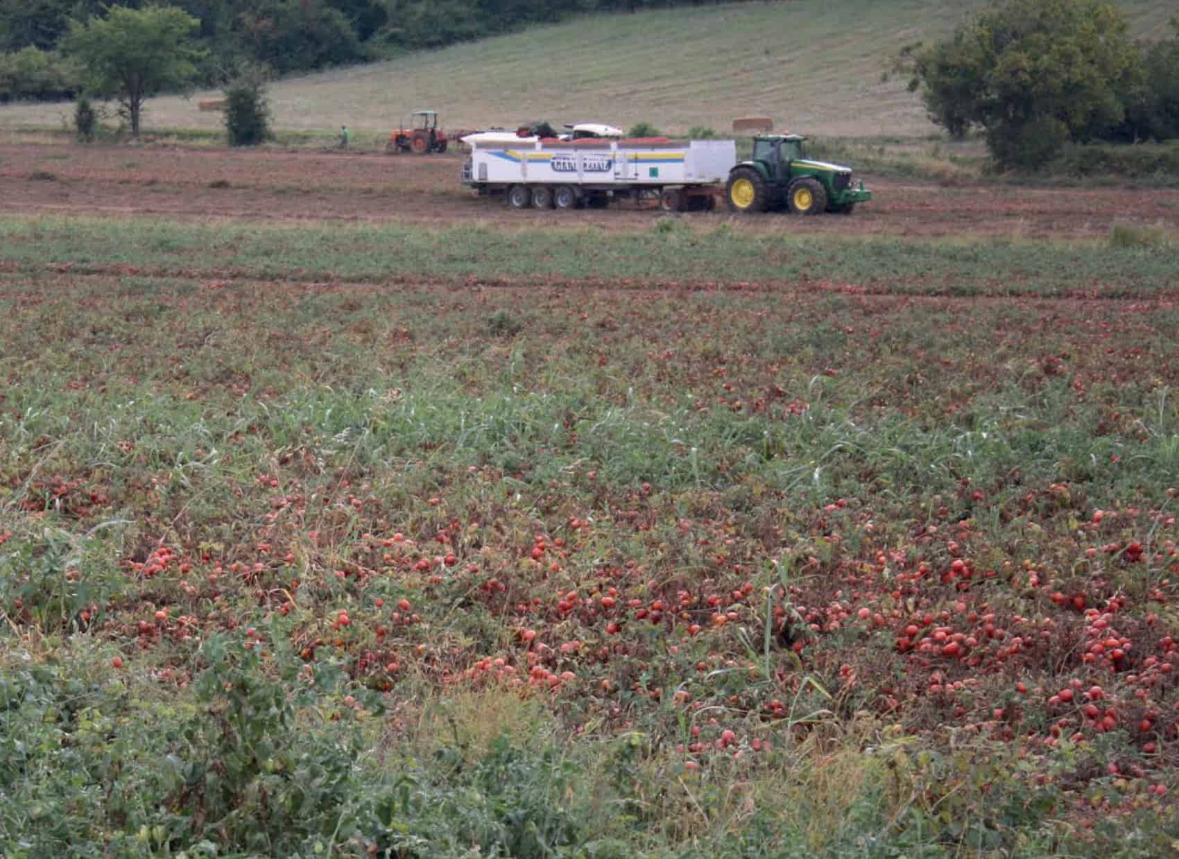 Tomato farm and a tractor