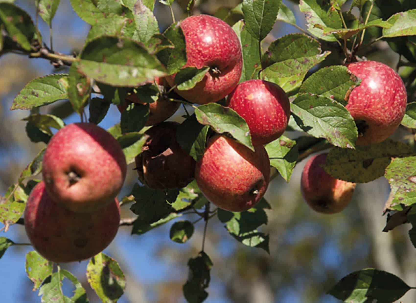 Apple fruits on tree