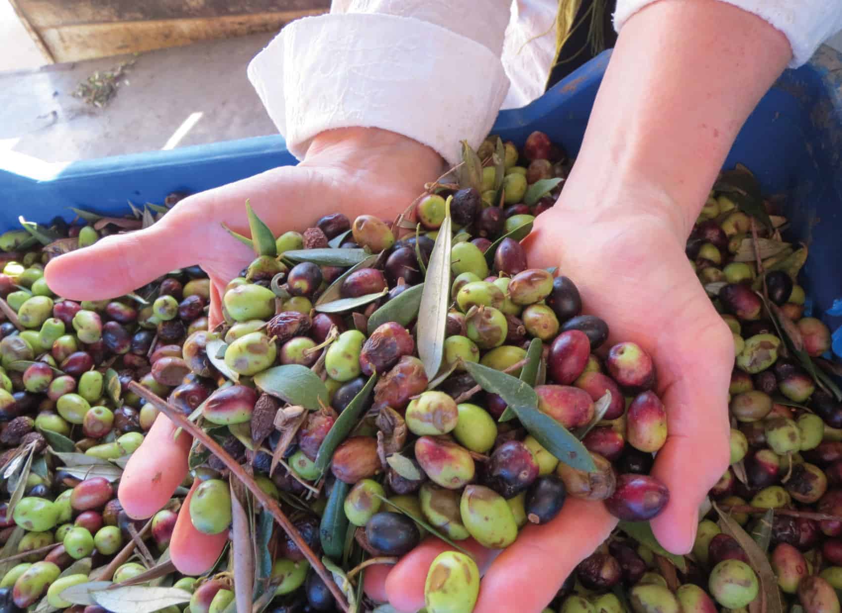 Picking up seeds, spices and olives