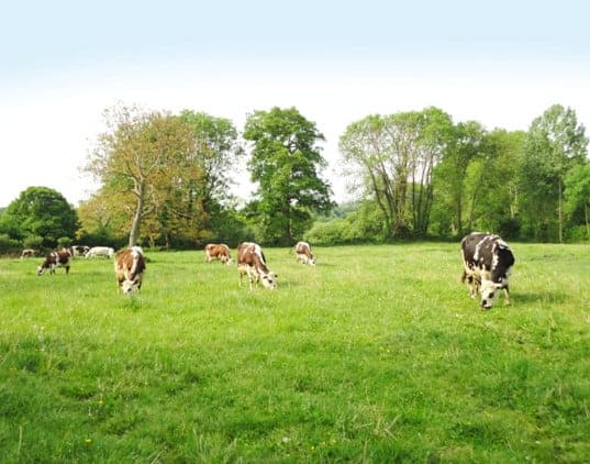 Cows grazing on field