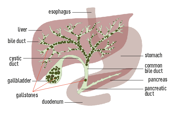 Diagram of liver and stomach with labels